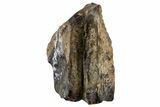 Fossil Dinosaur (Triceratops) Shed Tooth - Montana #341136-1